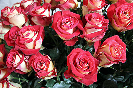 南美,厄瓜多尔,美好,玫瑰插花,展示,庄园