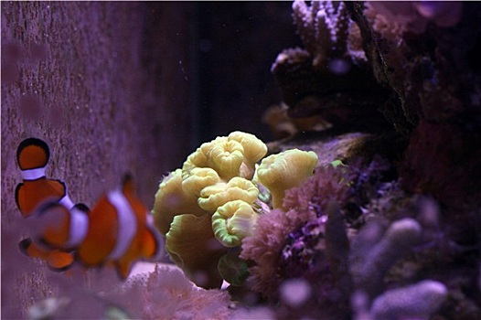 鱼,珊瑚,水族箱