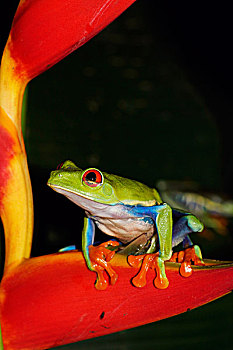 红眼树蛙,海里康属植物,哥斯达黎加