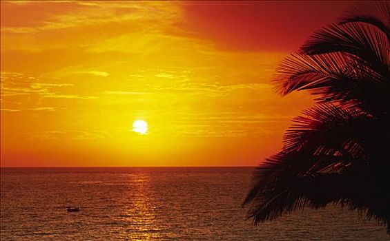日落,海滩,帕尔玛,加纳利群岛,西班牙