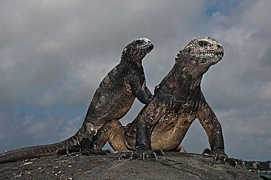 海鬣蜥,一对,波多黎各,圣克鲁斯岛,加拉帕戈斯群岛,厄瓜多尔