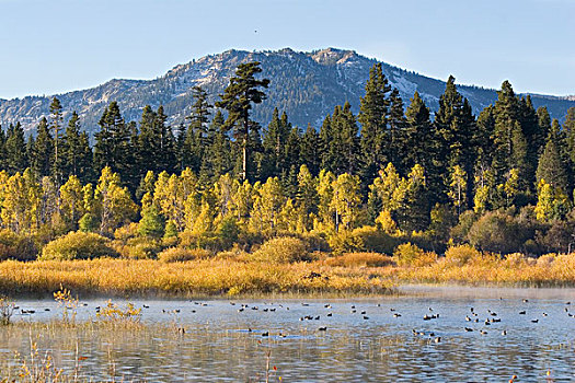 山,黄色,白杨,反射,太浩湖,加利福尼亚
