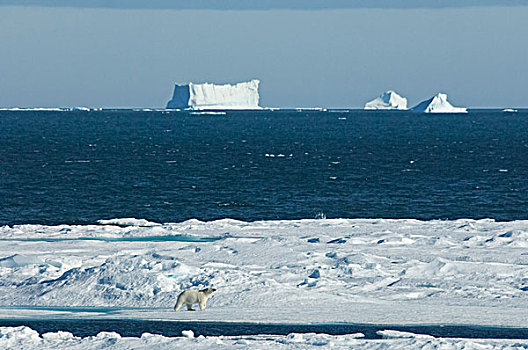 北极熊,走,冰,大,冰山,漂浮,外滨