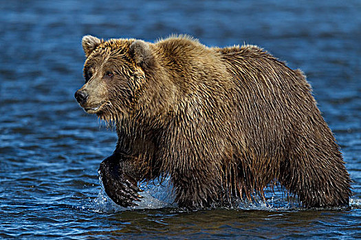 大灰熊,棕熊,穿过,河,克拉克湖,国家公园,阿拉斯加