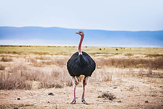 坦桑尼亚塞伦盖蒂草原鸵鸟生态环境