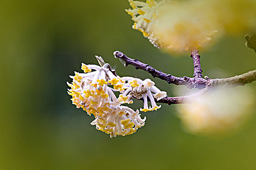 结香花