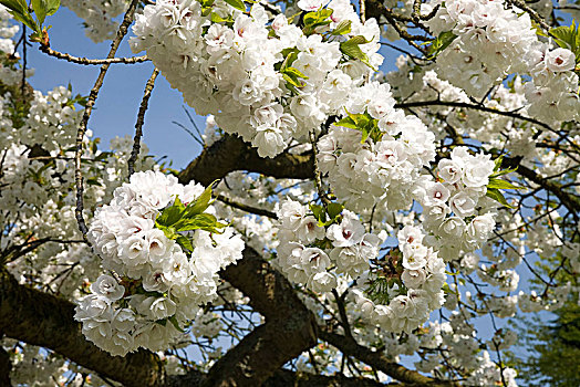 花,樱桃树,白花,特写,德国,欧洲
