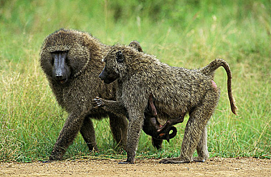 东非狒狒,雄性,女性,马赛马拉,公园,肯尼亚