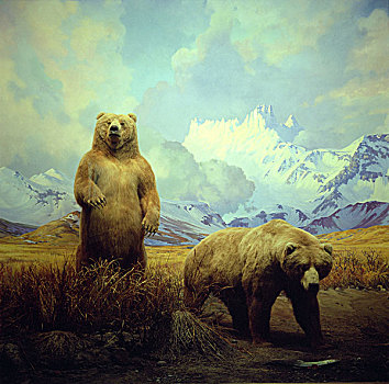 两个,阿拉斯加,褐色,熊,抓住,吃,清新,鱼,冰河,透视图,美洲,博物馆,自然,历史