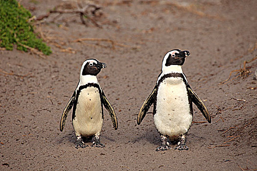 非洲企鹅,黑脚企鹅,一对,走,海滩,湾,南非,非洲
