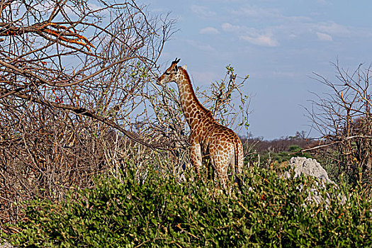 长颈鹿,国家公园
