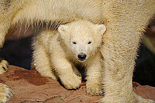 年轻,北极熊,母兽