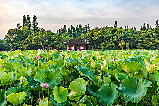 杭州西湖风光夏天