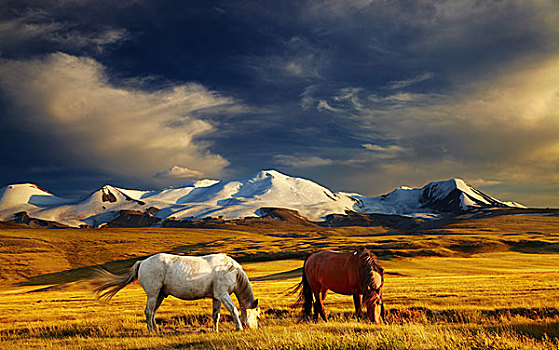 放牧,马,日落,高原,连通,俄罗斯,蒙古,中国