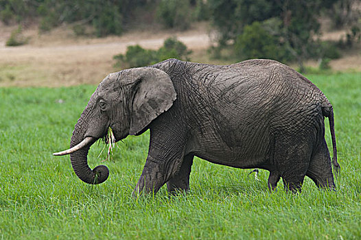 非洲象,放牧,安伯塞利国家公园,肯尼亚