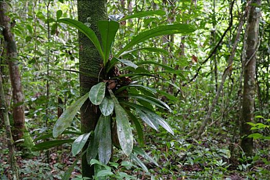 凤梨科植物,雨林,圭亚那,南美