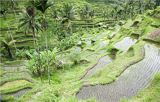 巴厘岛,稻田