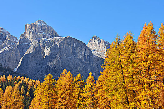 欧洲落叶松,树林,秋叶,山,背景,白云岩,阿尔卑斯山,意大利