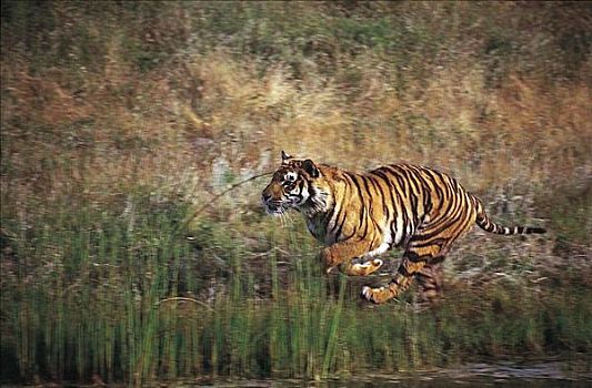 虎,跑,孟加拉虎,猫科动物,哺乳动物,印度,亚洲,动物