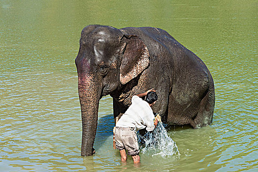 驱象者,印度象,象属,河,卡齐兰加国家公园,阿萨姆邦,印度,亚洲