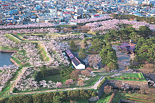 公园,樱桃树,日落,北海道