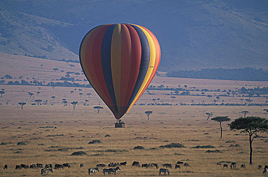 非洲,肯尼亚,马塞马拉野生动物保护区,热气球,高处,牧群,斑马,角马,塞伦盖蒂,迁徙