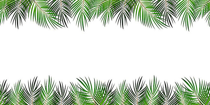 棕榈叶,白色背景,矢量,插画