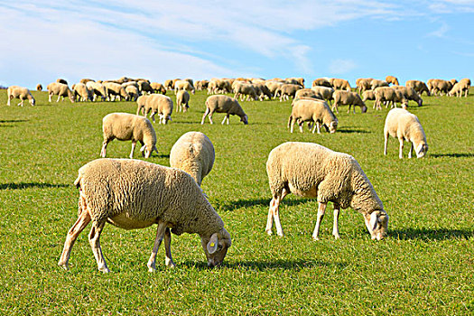 家羊,绵羊,草地,巴登符腾堡,德国,欧洲