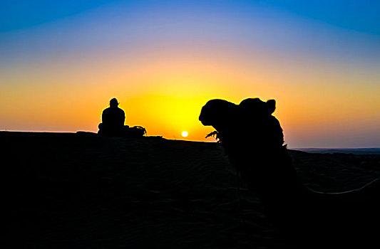 女人,骆驼,日落,塔尔沙漠,印度