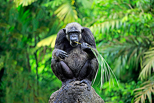 黑猩猩,鹪鹩,成年,女性,工具,吃,俘获,非洲