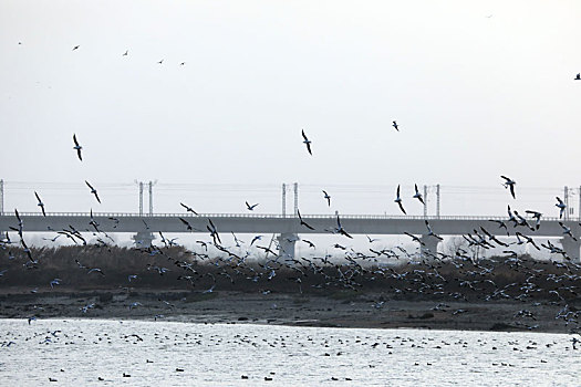 山东省日照市,数万只鸟儿翱翔河滩湿地,场面蔚为壮观