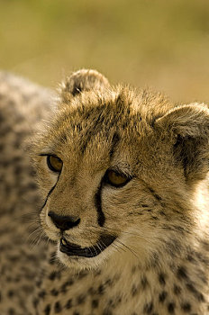 特写,幼兽,印度豹,马赛马拉,肯尼亚,非洲