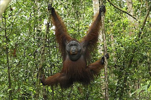 猩猩,黑猩猩,攀登,檀中埠廷国立公园,印度尼西亚