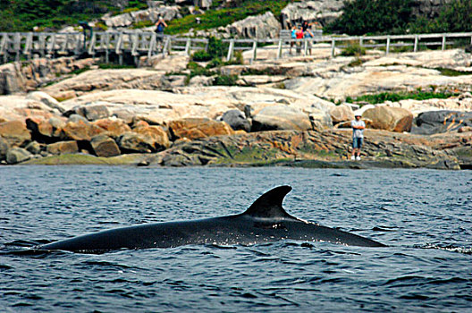 露脊鲸,海岸线,魁北克,加拿大