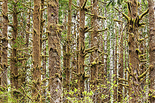 苔藓,遮盖,树,树林,俄勒冈,美国