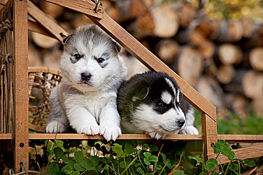 西伯利亚,哈士奇犬,小狗,传统,木质,狗拉雪橇,阿拉斯加