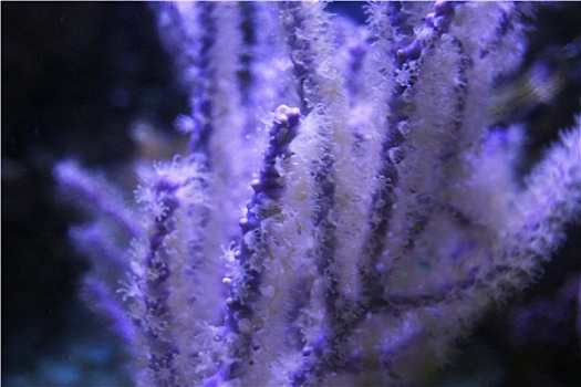 柳珊瑚目,加勒比海