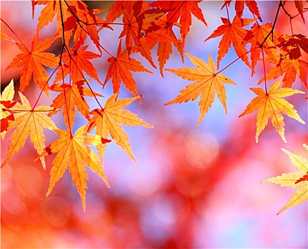 秋天,枫树