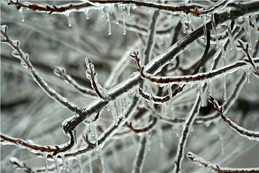 冰,涂层,树枝