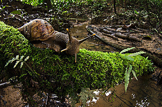 陆地,蜗牛,国家公园,亚马逊雨林,厄瓜多尔
