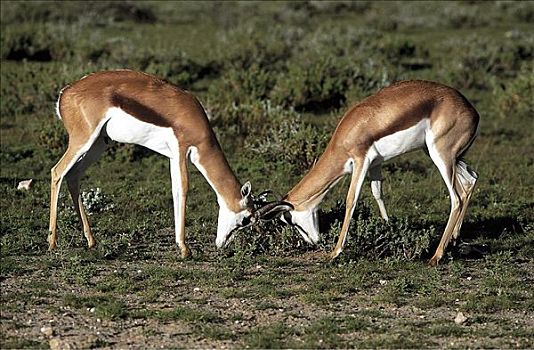 瞪羚,跳羚,哺乳动物,争斗,埃托沙国家公园,纳米比亚,非洲,动物