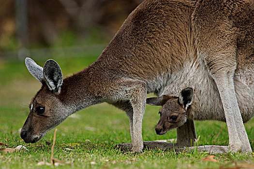 红袋鼠,母亲,放牧,幼兽,育儿袋,澳大利亚