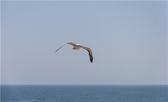 海鸥,空中