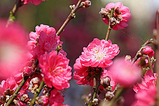 桃花,装饰,花,春节