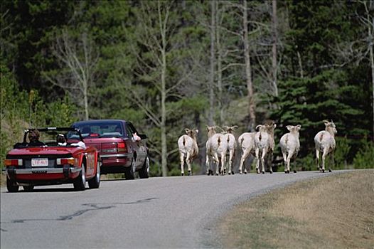 大角羊,交通工具,开车,班芙国家公园,艾伯塔省,加拿大