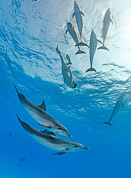 水下呼吸管,海豚,鱼群,大西洋点斑原海豚,花斑原海豚,大巴哈马岛,巴哈马,中美洲