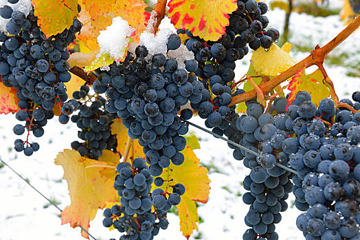 积雪,葡萄,秋天,酒用葡萄种植区,巴登符腾堡,德国,欧洲