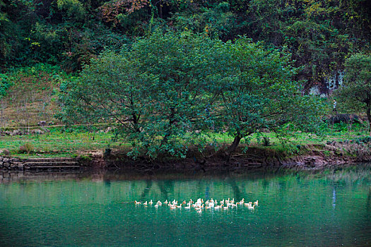 树木,鸭群,绿色