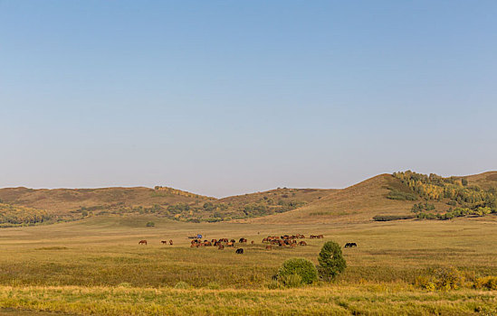 内蒙古大草原,秋季,风光