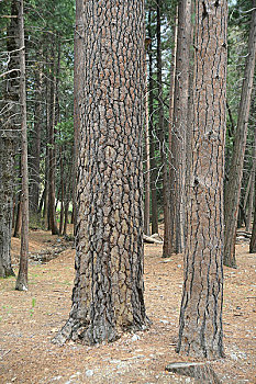 美国优胜美地国家公园内的松树